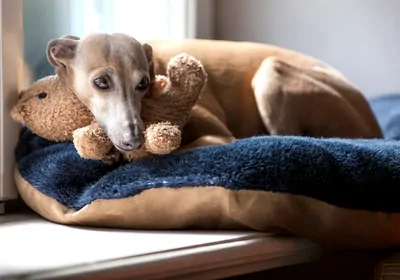 An Italian greyhound curled up by a window An Italian greyhound curled up by a window